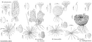 FNA4 P41 Mammillaria tetrancistra.jpeg