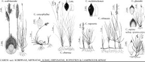 FNA23 P135 Carex scabriuscula pg 553.jpeg
