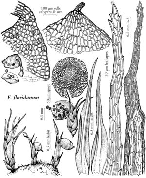 Ditr Eccremidium floridanum.jpeg