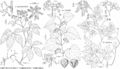 FNA12 P02 Parthenocissus quinquefolia.jpeg