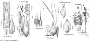 FNA23 P122 Carex lacustris pg 493.jpeg