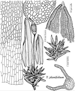 Pott Trichostomum planifolium.jpeg
