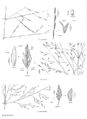 FNA25 P35 Eragrostis pg 98.jpeg