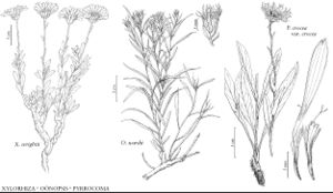 FNA20 P44 Xylorhiza wrightii.jpeg