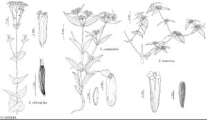 FNA21 P39 Flaveria chlorifolia.jpeg