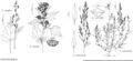FNA4 P46 Chenopodium simplex.jpeg