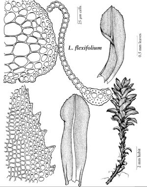 Pott Leptodontium flexifolium.jpeg