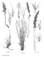 FNA24 P275 Calamagrostis pg 715.jpeg