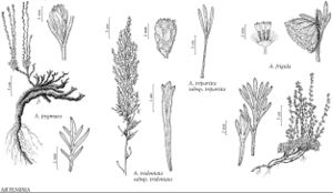 FNA19 P60 Artemisia pygmaea.jpeg