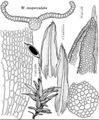 Pott Weissia inoperculata.jpeg