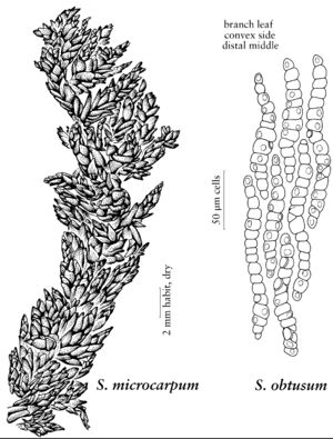 Spha Sphagnum obtusum & microcarpum.jpeg