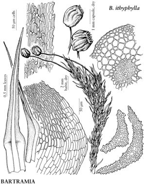 BartBartramiaIthyphylla.jpeg