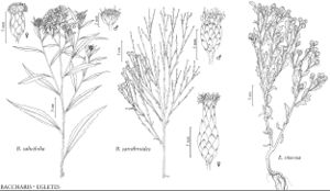 FNA20 P02 Baccharis salicifolia.jpeg
