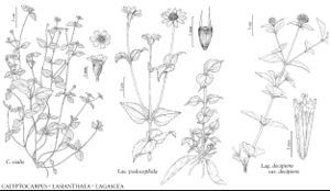 FNA21 P22 Calyptocarpus vialis.jpeg