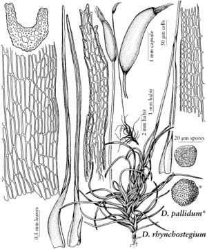 Ditr Ditrichum rhynchostegium & pallidum 2007 01 16.jpeg