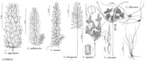 FNA23 P52 Cyperus aggregatus pg 188.jpeg