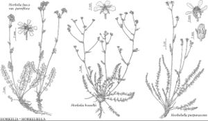 FNA9 P20 Horkelia fusca var parviflora.jpeg