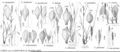 FNA23 P111 Carex purpurifera pg 437.jpeg