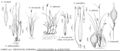 FNA23 P130 Carex circinata pg 529.jpeg