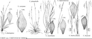 FNA23 P113 Carex plantaginea pg 448.jpeg