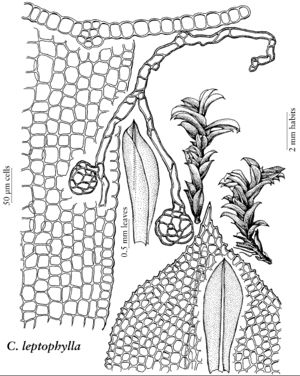 Pott Chenia leptophylla.jpeg
