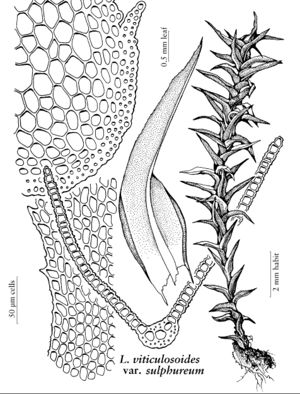 Pott Leptodontium viticulosoides var sulphureum.jpeg