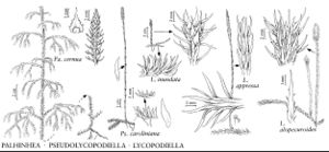 FNA2 P4 Palhinhaea-Pseudolycopodiella-Lycopodiella pg 33.jpeg