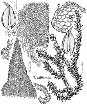 Pott Triquetrella californica.jpeg