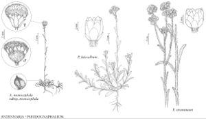 FNA19 P44 Antennaria monocephala.jpeg