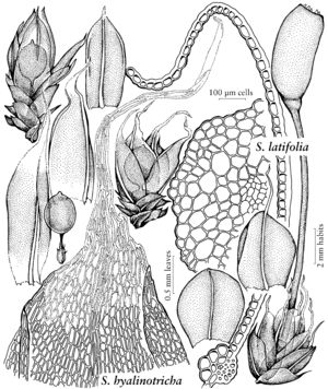 Pott Stegonia latifolia v. l. & hyalinotricha.jpeg
