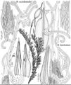 Grim Bucklandiella lawtoniae & occidentalis 2007 01 25.jpeg