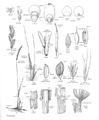 FNA24 P01 Poaceae pg 5.jpeg
