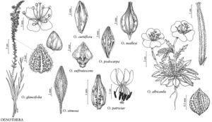 FNA10 P29 Oenothera glaucifolia.jpg