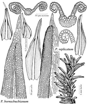 Pott Pseudocrossidium replicatum & hornschuchianum.jpeg