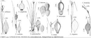 FNA23 P121 Carex whitneyi pg 487.jpeg