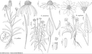 FNA21 P13 Echinacea pallida.jpeg