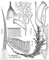 Poly Polytrichastrum alpinum v sylvaticum.jpeg