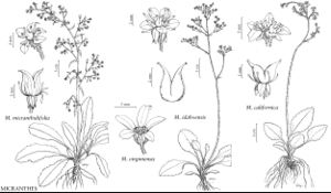 FNA8 P6 Micranthes micranthidifolia.jpeg