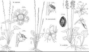 FNA8 P13 Mitella diphylla.jpeg