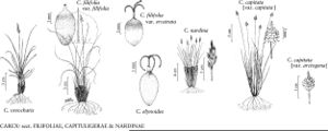 FNA23 P138 Carex oreocharis pg 567.jpeg