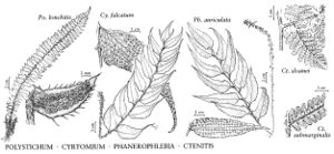 FNA2 P44 Polystichum-Cyrtomium-Phanerophlebia-Ctenitis pg 297.jpeg