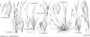 FNA23 P110 Carex hendersonii pg 434.jpeg