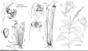 FNA8 P41 Sarracenia alabamensis.jpeg