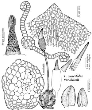 Pott Tortula cuneifolia var blissii.jpeg