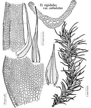 Pott Didymodon rigidulus var subulatus.jpeg